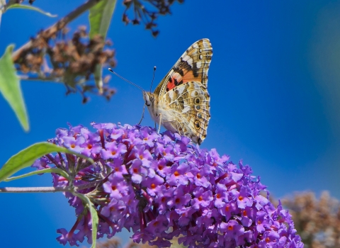 Butterflies