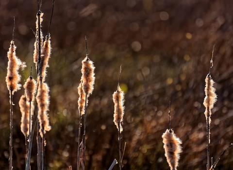 peat bog