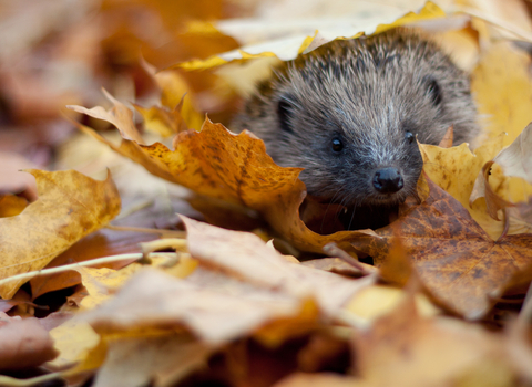 Hedgehog