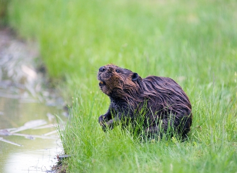 Beaver