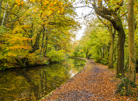 Autumnal colours along the Trent and Mersey Canal near Hopwas, November 2020 © Steven Cheshire, Transforming the Trent Valley 2020