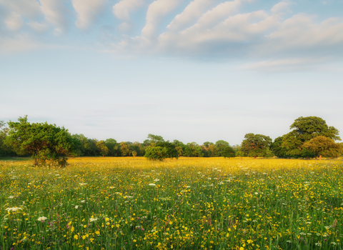 Wonderful wildflower meadow 