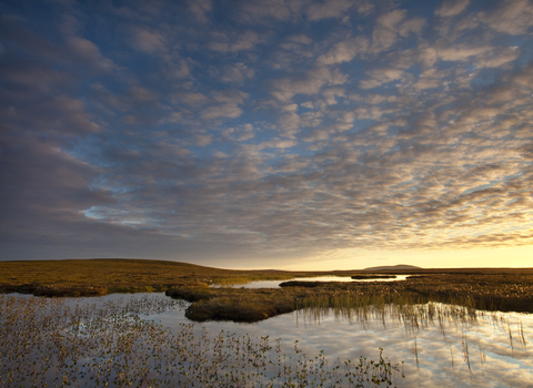 A peatland