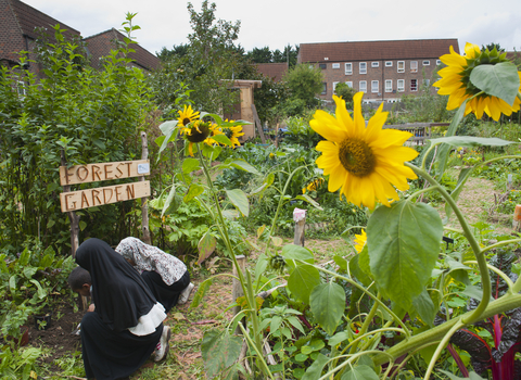 Several people kneel before a wooden sign reading "Forest Garden." They are behind a housing estate in a garden filled with sunflowers. 