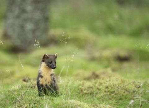 A pine martin in woodland 