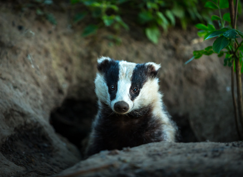 Photo of badger emerging from it's sett