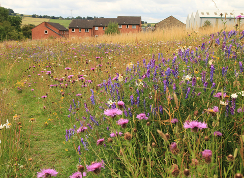 Wildflowers by Kieron Huston