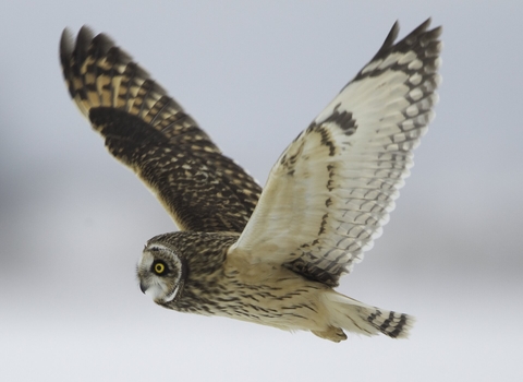 Short-eared owl in flight