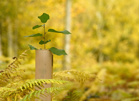 A tree sapling pops out from the top of a tree guard