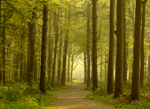 A path winds through tall trees