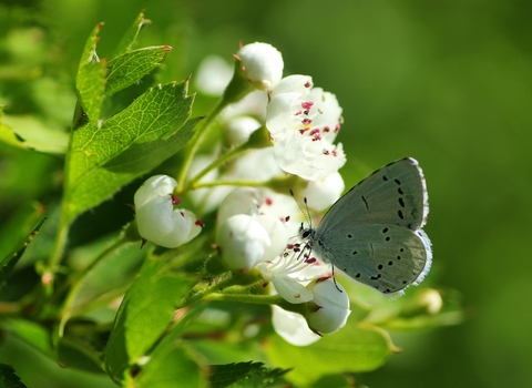 A small blue butterfly lives on a hawthorn bloom.