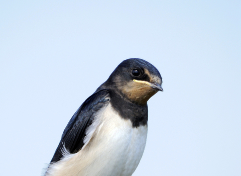 Swallow sitting on rooftop