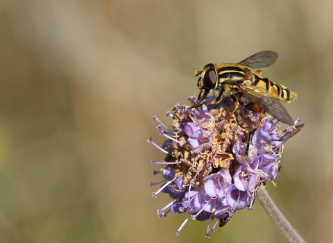 A black and yellow hoverfly feeding on a purple flower of devil's bit scabious