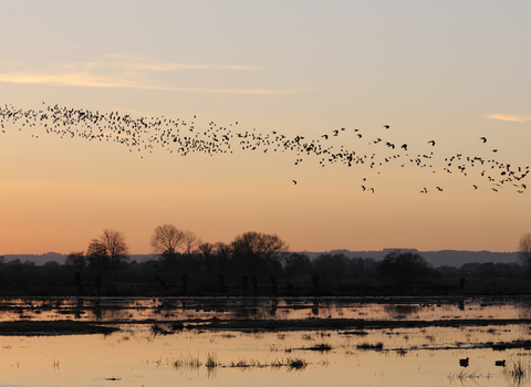 Lapwings over a wetland at sunset