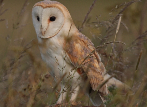 Barn owl