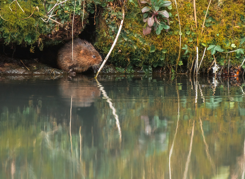 Water vole - Tom Ellis