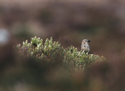 Meadow Pipit - Tom Ellis