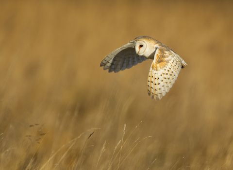 A barn owl flies over a field of dry grasses