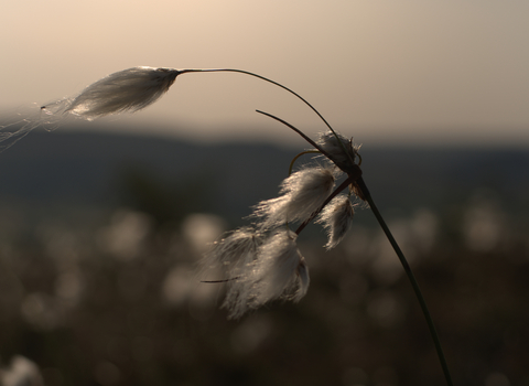 cotton grass- Tom Ellis