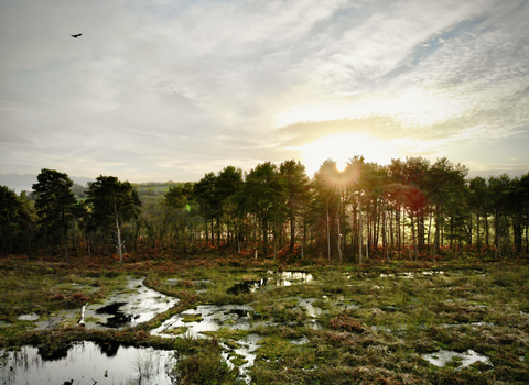 A sunset scene of a wet bog, bordered by pine trees