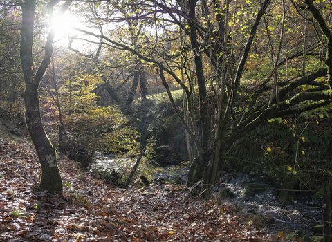 Entrance to the woodland at Lud's Church