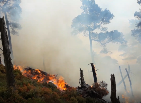 A fire burns in a wooded area. 