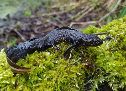 A great crested newt a dark brown creature on bright green moss covered ground