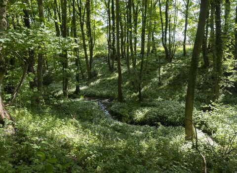 Wild Garlic - Georges Hayes - C Harding