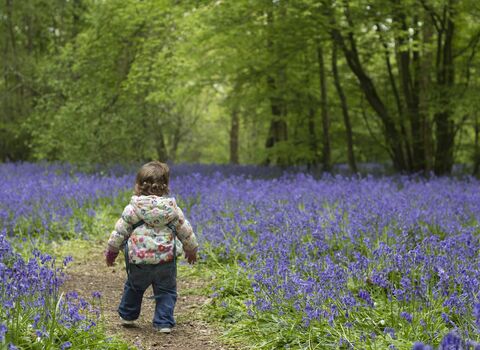 toddler bluebells