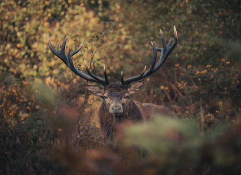 A large brown deer with huge antlers stood among autumnal leaves and foilage