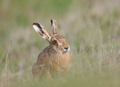 A young brown/grey mammal sitting in a pale grey field of long grass