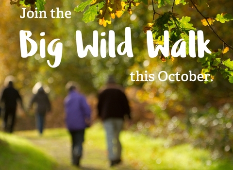 People walking in an autumn woodland