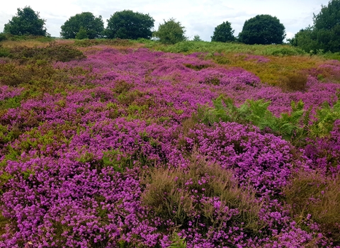 Heather at Gentleshaw July 2023