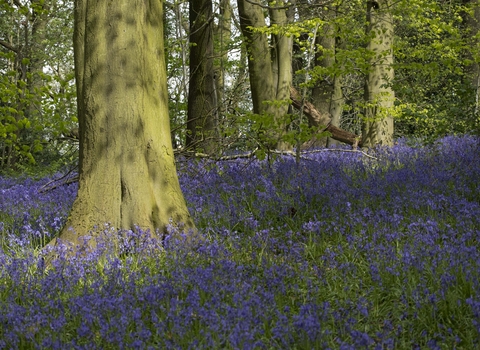 Bluebells in a sunny woodland