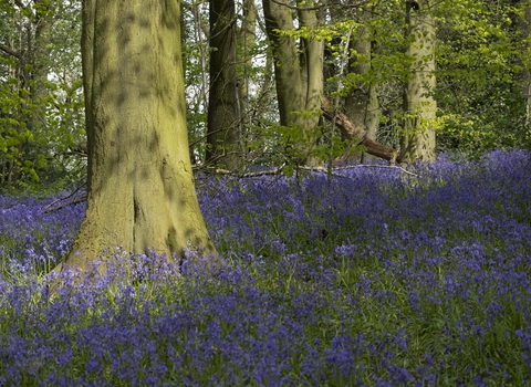 Bluebells in a sunny woodland