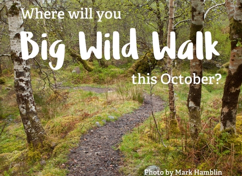 A wiggling path leads the viewer through a wood with birch trees. Overlay text reads 'Where will you Big Wild Walk this October?'