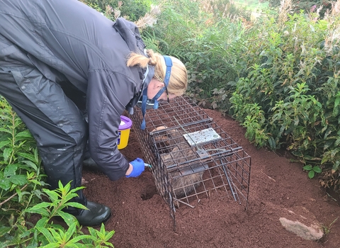 A woman dressed in black waterproofs with blonde hair bends down to vaccinate a badger in a metal trap