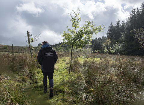 A man walks through an area which has been planted up with young broad leaf trees