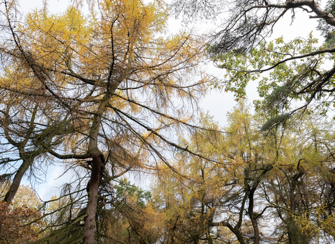 A woodland with a tall thin tree with golden firs