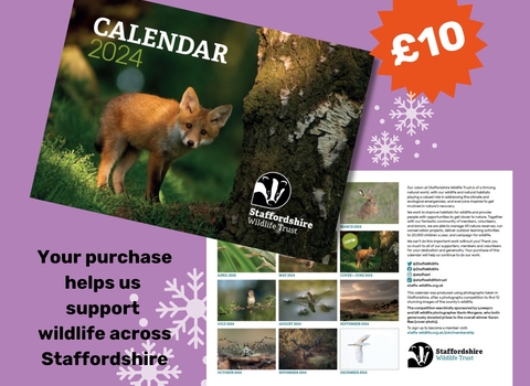 A purple background with a calendar cover showing a fox cub, back cover with selection of images, £10 and text reads your purchase helps us support wildlife across Staffordshire