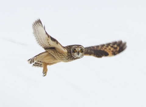 Short-eared owl flies against a snowy backdrop.