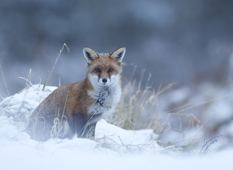 A fox sits in a snow landscape