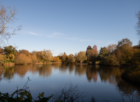 A still calm lake reflecting a clear blue sky bordered by trees showing golden autumnal colours