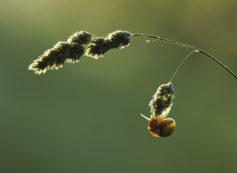 A snail clings to a fluffy grass seed head