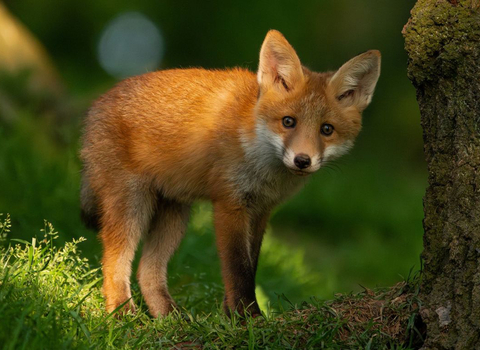 A young red fox with rich red fur and pointy ears peers at the viewer from within a woodland scene. Vibrant green grass and a tree trunk to its right. Soft golden sunlight illuminates the scene,