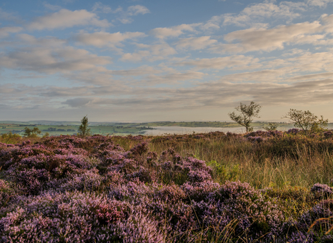 A view over a heather filled landscape with purple flowers. A mist filled valley in the far distance and a blue sky with scattered clouds overhead
