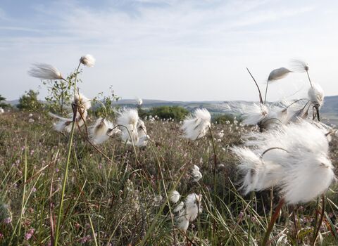 Long course grass as part of a moorland landscape which features soft fluffy white cotton ball like sees blowing in the wind