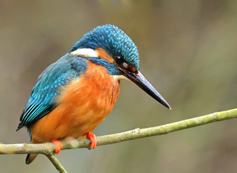 A kingfisher perches on a branch. This bird has a coppery orange breast, bright orange feet, a long black pointed beak, and bright turquoise blue feathers on its head back, and wings.