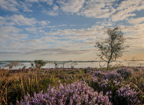 A heather covered landscape with purple flowers and a few small trees under a blue sky studded with light clouds. There is a misty cloud inversion sitting in the valley below.