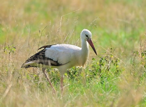 A large white bird with a long orange beak and small black eyes, it has black wing feathers and long legs, standing in long grass in a meadow